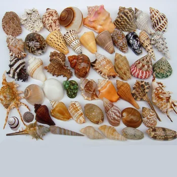 DIY spiral kabuklu Deniz Kabukları delikli Doğal plaj Zanaat ev deniz Dekorasyon el sanatları Takı Bilezik kolye Denizyıldızı