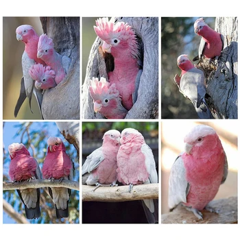 Tam Kare Elmas Boyama Kiti Kuş Mozaik Papağan DIY 5D Elmas Nakış Hayvan El Sanatları Ev Dekorasyonu Hediye